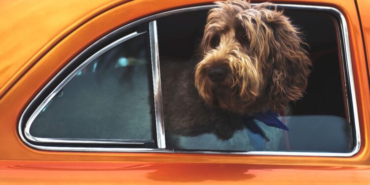Creating a Cozy Space for Your Dog in the Car