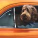 Creating a Cozy Space for Your Dog in the Car