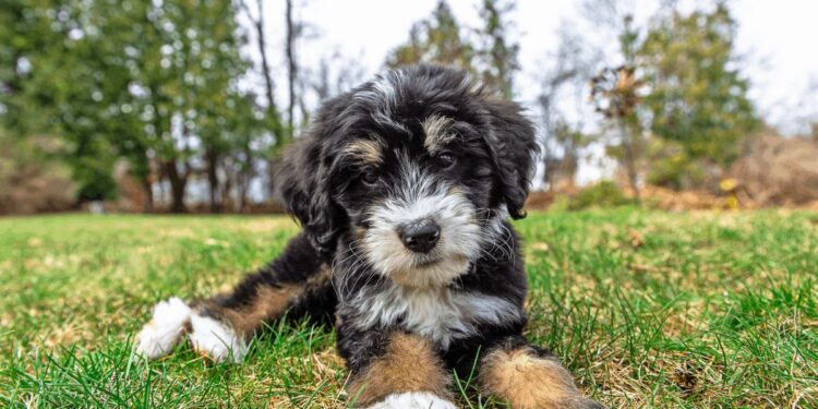Bernedoodle dog breed