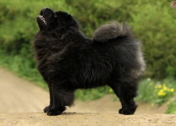 Black Chow Chow