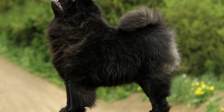 Black Chow Chow: A Majestic and Loyal Companion Black Chow Chow