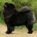 Black Chow Chow