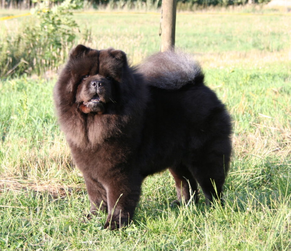 Black Chow Chow: A Majestic and Loyal Companion Black Chow Chow Mixes