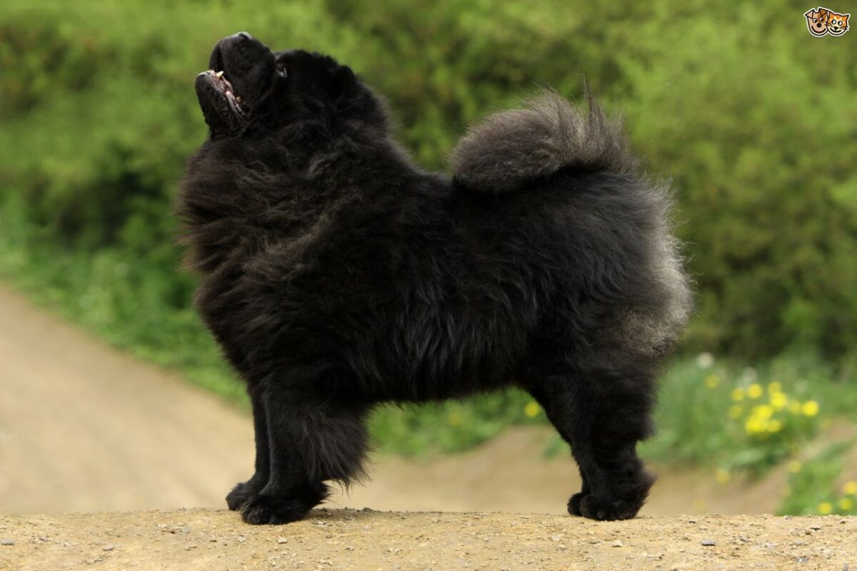 Full grown black chow chow sales