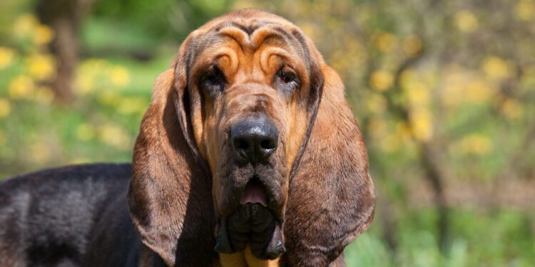 Bloodhound