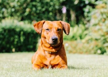 Dogs with Osteoarthritis