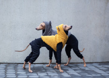 Italian greyhounds history