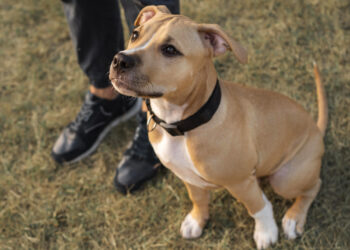 Pitbull dog and other animals