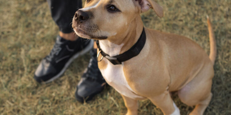 Pitbull dog and other animals is living together possible Pitbull dog and other animals