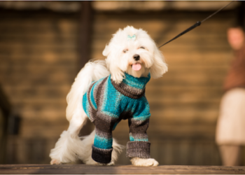 Seasonal Dog Fashion