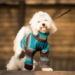 Seasonal Dog Fashion