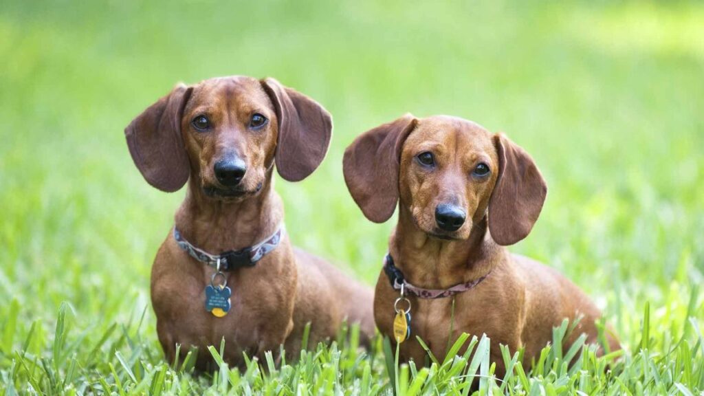 Dachshund visual data 8