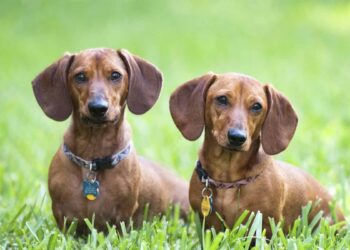 Dachshund Dogs