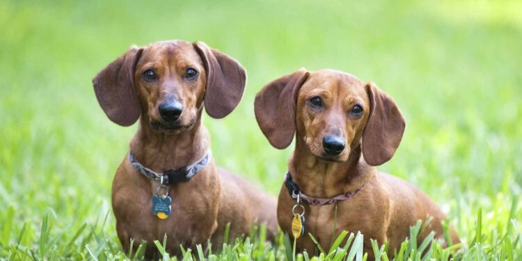 5 Fascinating Facts About Dachshund Dogs Dachshund Dogs