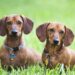 5 Fascinating Facts About Dachshund Dogs Dachshund Dogs