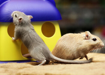 Gerbil Social Dynamics