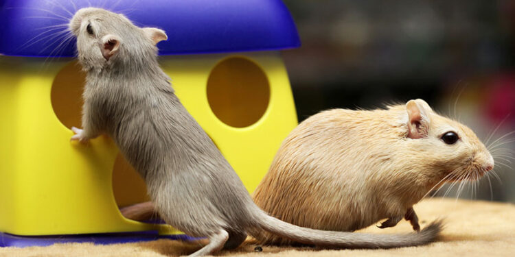 Decoding Gerbil Social Dynamics: Insights from Communication to Courtship Gerbil Social Dynamics