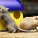 Gerbil Social Dynamics