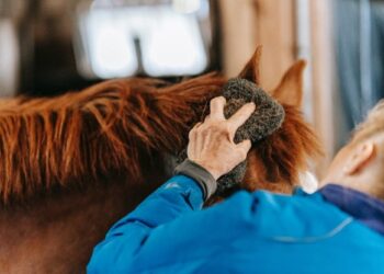 Groom A Horse