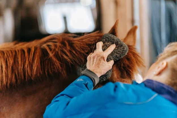 How To Groom A Horse Properly Groom A Horse