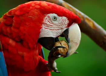 Nuts as Treats in a Nutshell