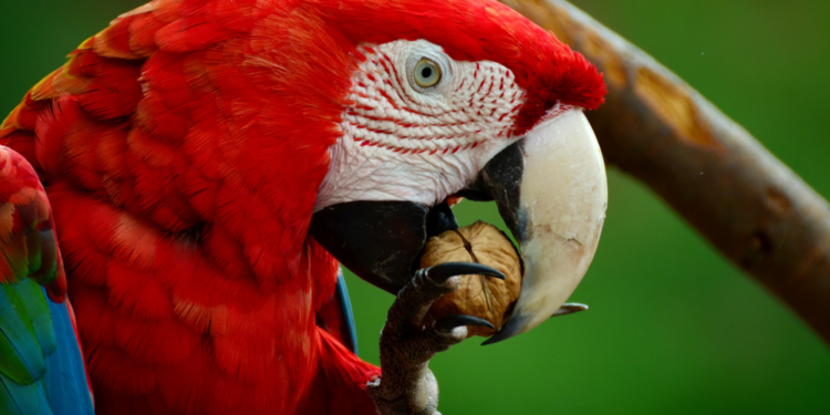 Pet Parrot Talk: Nuts as Treats in a Nutshell Nuts as Treats in a Nutshell
