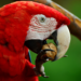 Pet Parrot Talk: Nuts as Treats in a Nutshell Nuts as Treats in a Nutshell