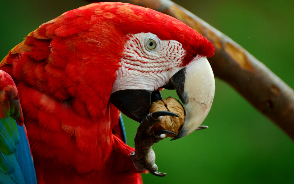 Nuts As Treats In A Nutshell