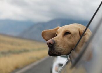 Vehicles For Traveling With A Large Dog