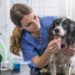 What To Look For In A Trusted Veterinarian Veterinarian