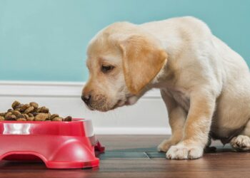 What to Buy for a Puppy