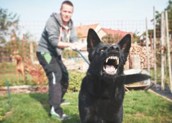 What to Do If Your Dog Bites Someone