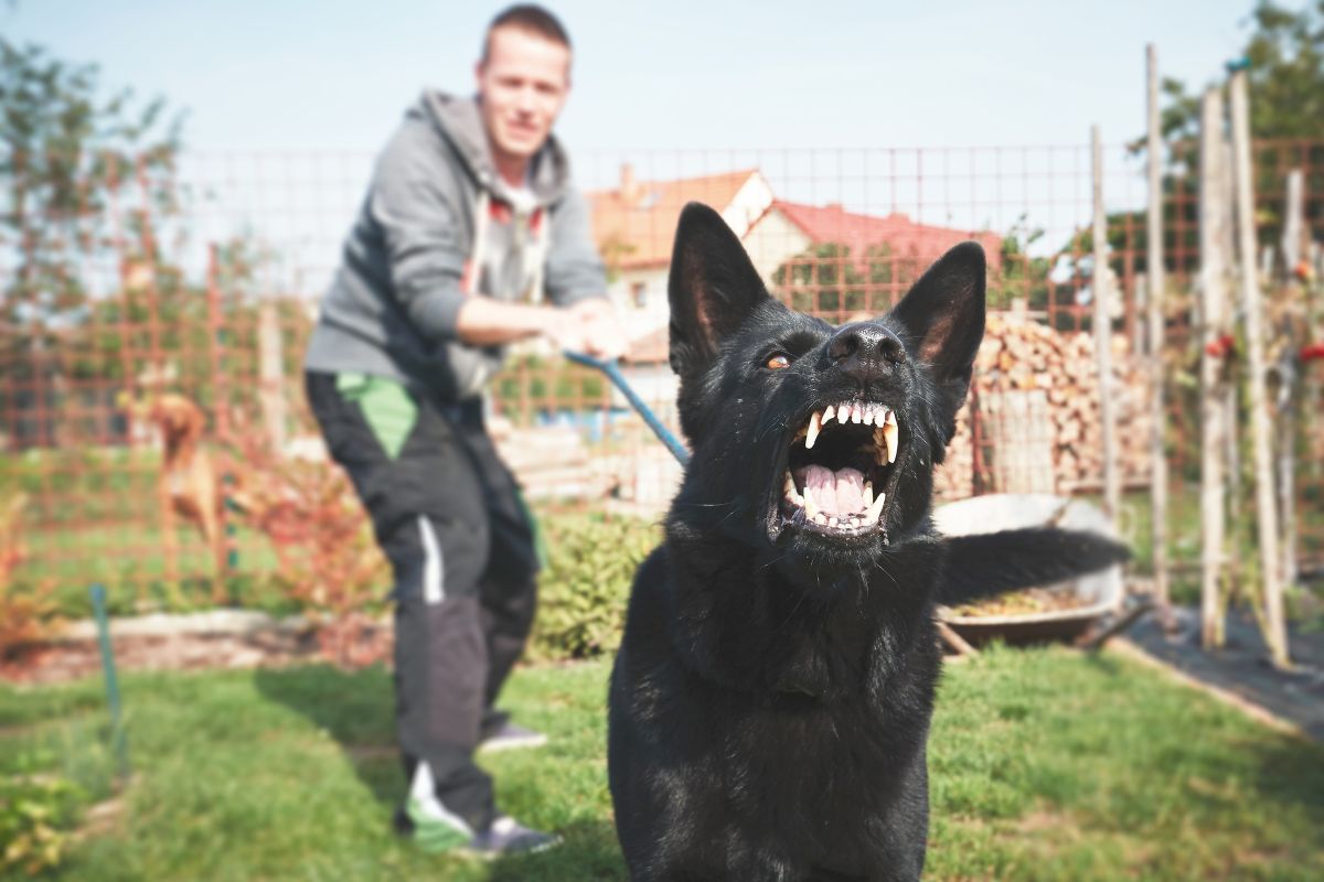 What To Do If Your Dog Bites Someone A Comprehensive Guide