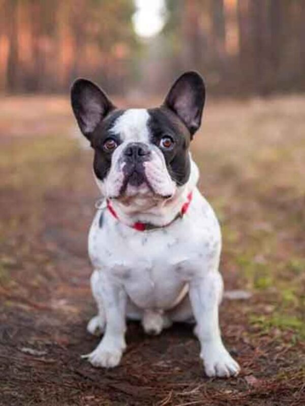 The Most Popular Dog Breeds
