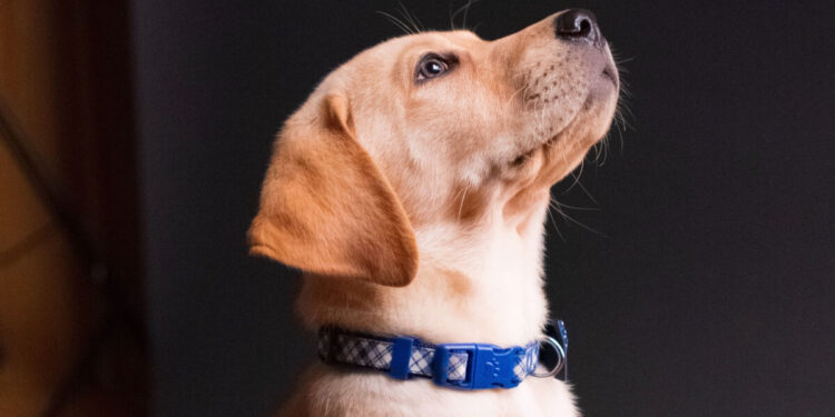 How to Clean a Dog’s Collar: A Comprehensive Guide dog's collar