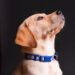 How to Clean a Dog’s Collar: A Comprehensive Guide dog's collar