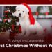 5 Ways to Celebrate the First Christmas Without Your Pet 5 Ways to Celebrate the First Christmas Without Your Pet