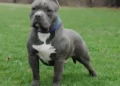 Difference Between Pit-Bull and American Bully