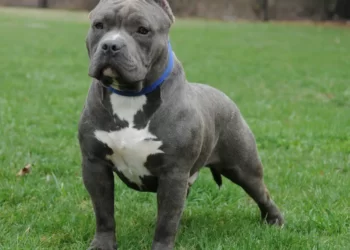 Difference Between Pit-Bull and American Bully Difference Between Pit-Bull and American Bully