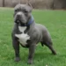 Difference Between Pit-Bull and American Bully