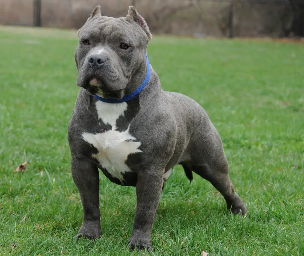 Difference Between Pit-Bull and American Bully Difference Between Pit-Bull and American Bully