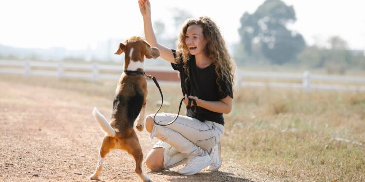 Harnessing Clicker Training for a Well-Behaved Dog Clicker Training