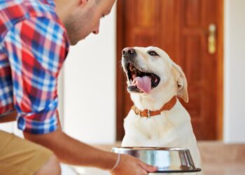 Food Sensitivities in Dogs