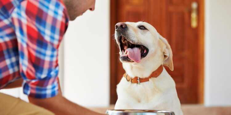 Food Sensitivities in Dogs