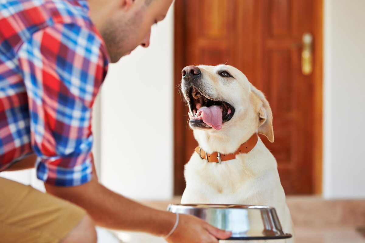 Food Sensitivities in Dogs
