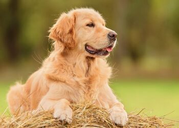about Golden Retrievers