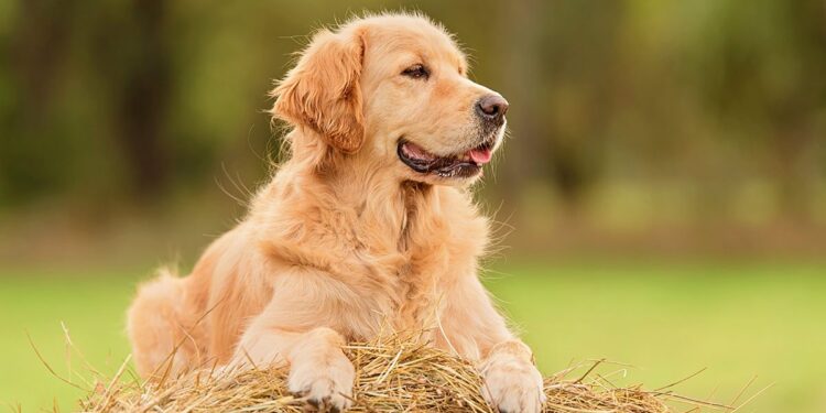 What Do You Need to Know about Golden Retrievers? about Golden Retrievers