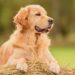 What Do You Need to Know about Golden Retrievers? about Golden Retrievers