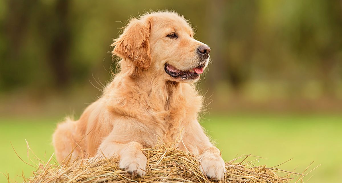 What Do You Need to Know about Golden Retrievers? about Golden Retrievers