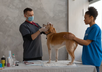 In-Home Veterinary Care